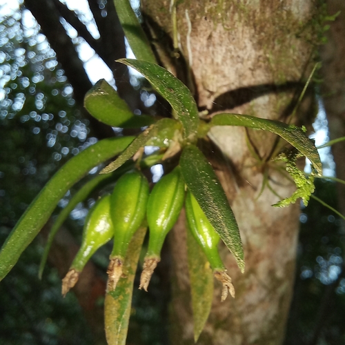 Capanemia theresae, photograph 2