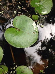 Hydrocharitaceae