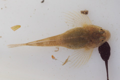 Cottus petiti