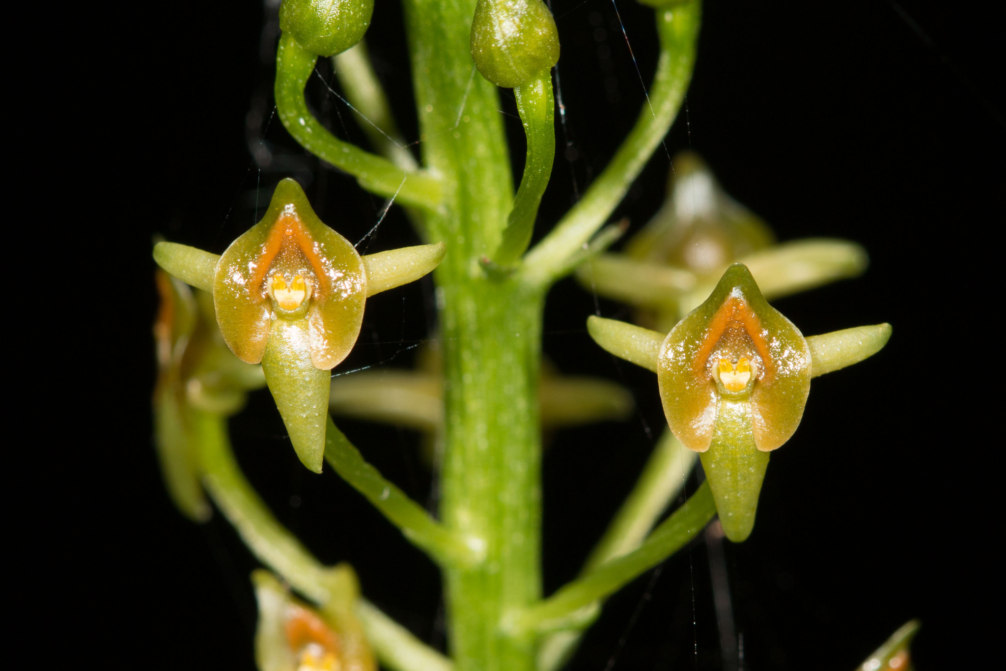 Malaxis spicata