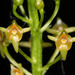 Malaxis spicata - Photo 由 Logan Crees 所上傳的 (c) Logan Crees，保留部份權利CC BY-NC