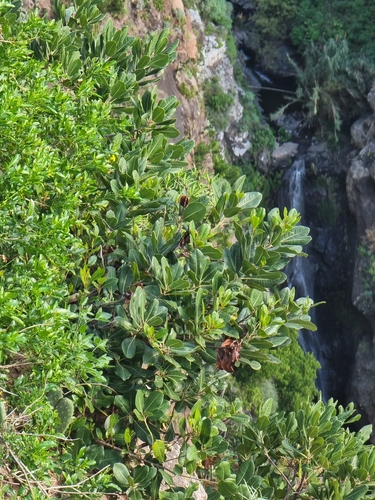 Sideroxylon mirmulano (Sideroxylon mirmulano)