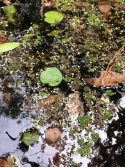Hydrocharitaceae