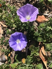 Convolvulus sabatius