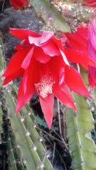 Disocactus speciosus speciosus