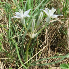 Androstephium coeruleum
