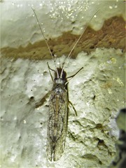 Hydropsyche californica
