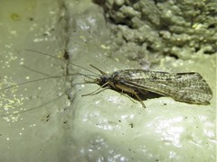 Hydropsyche californica