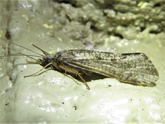 Hydropsyche californica