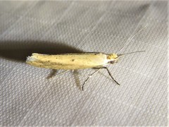 Ypsolopha unicipunctella