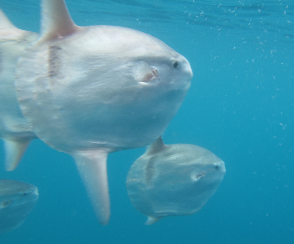 Common Mola on September 22, 2009 at 02:18 PM by Kirby Morejohn ...