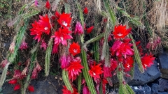 Disocactus speciosus speciosus