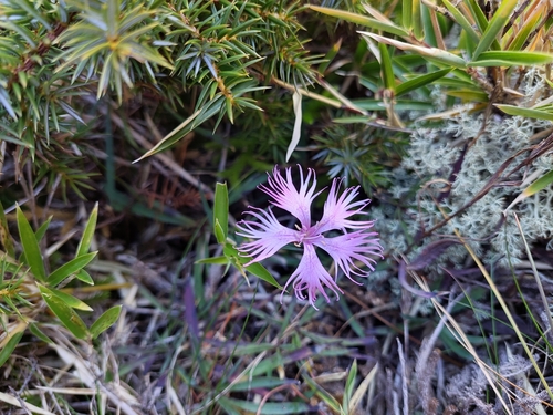 Dianthus pygmaeus, photograph 1