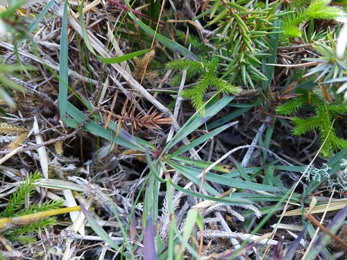 Dianthus pygmaeus, photograph 2