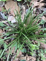 Ornithogalum umbellatum