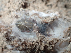 Metacyrba taeniola similis