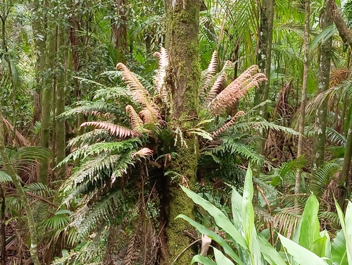 Lomaridium plumieri