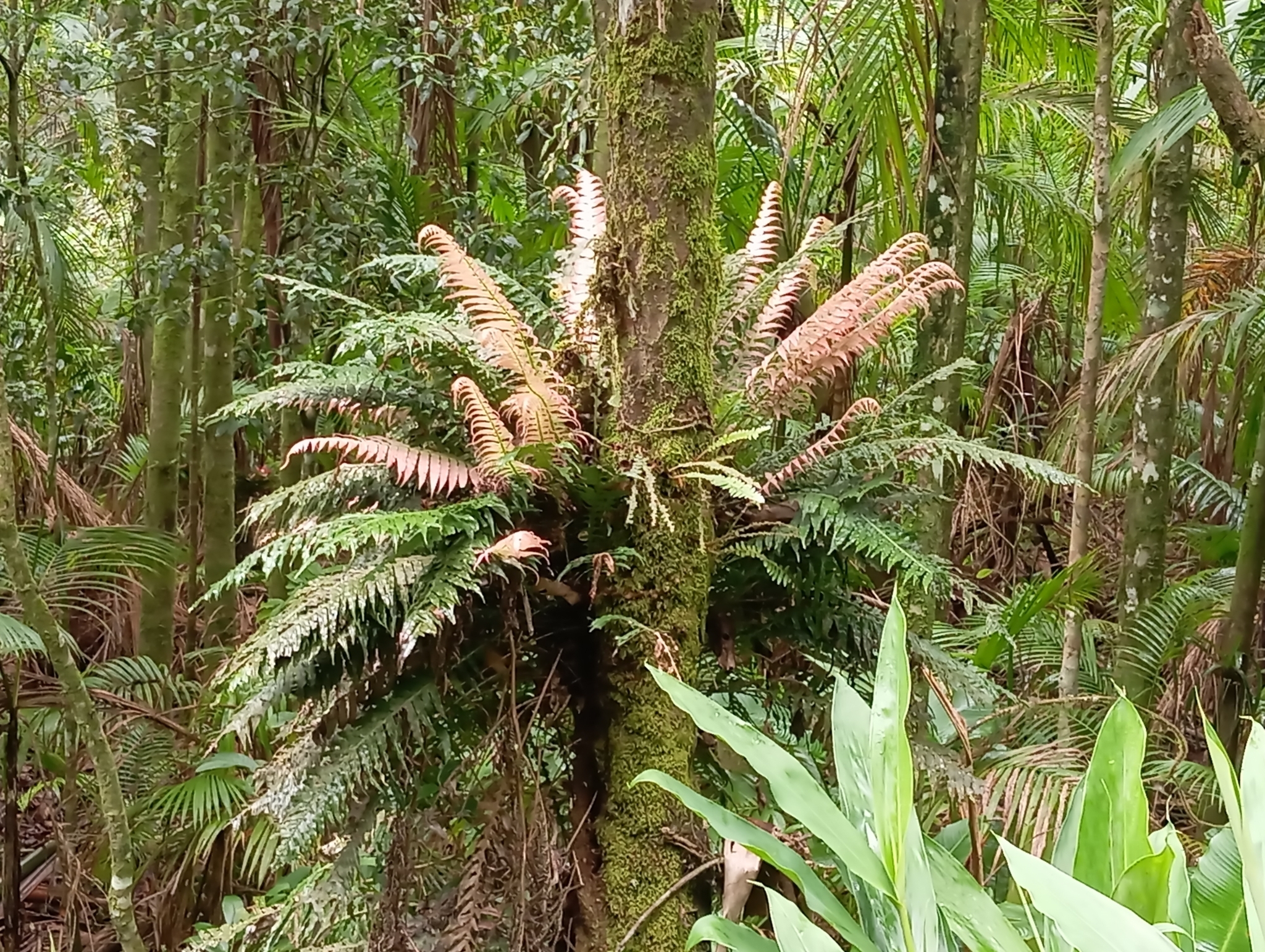 Lomaridium plumieri