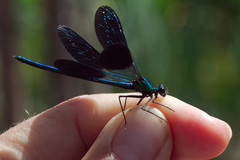 Calopteryx xanthostoma