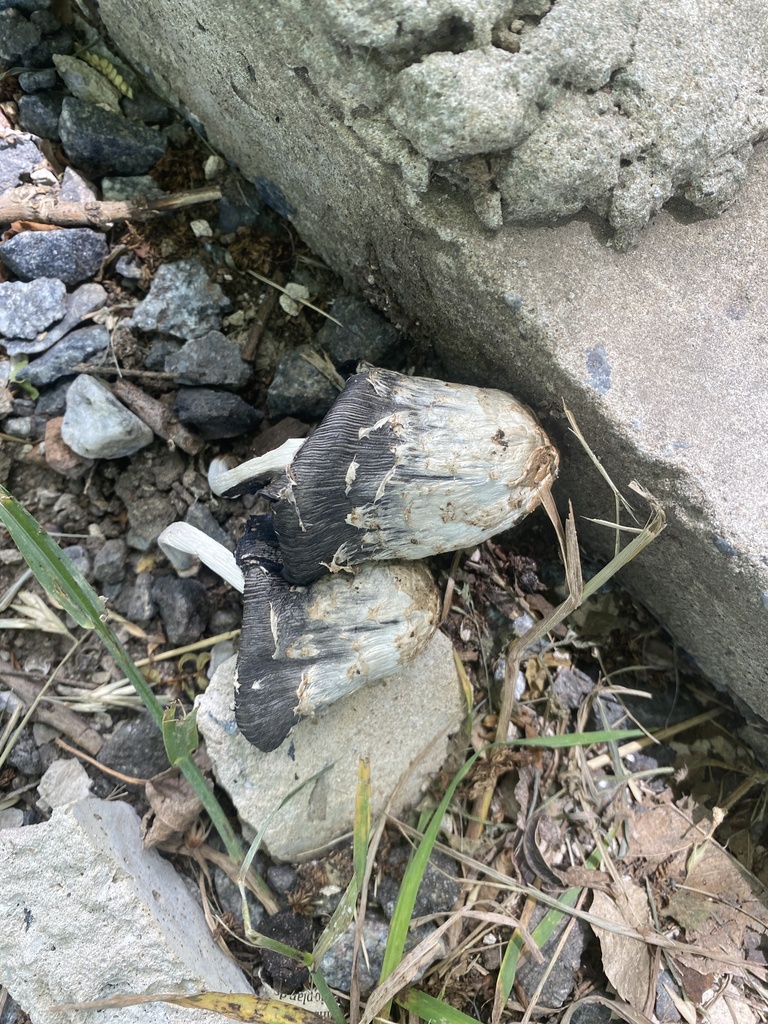 Coprinus comatus