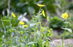 Doronicum