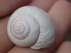 Xerarionta intercisa