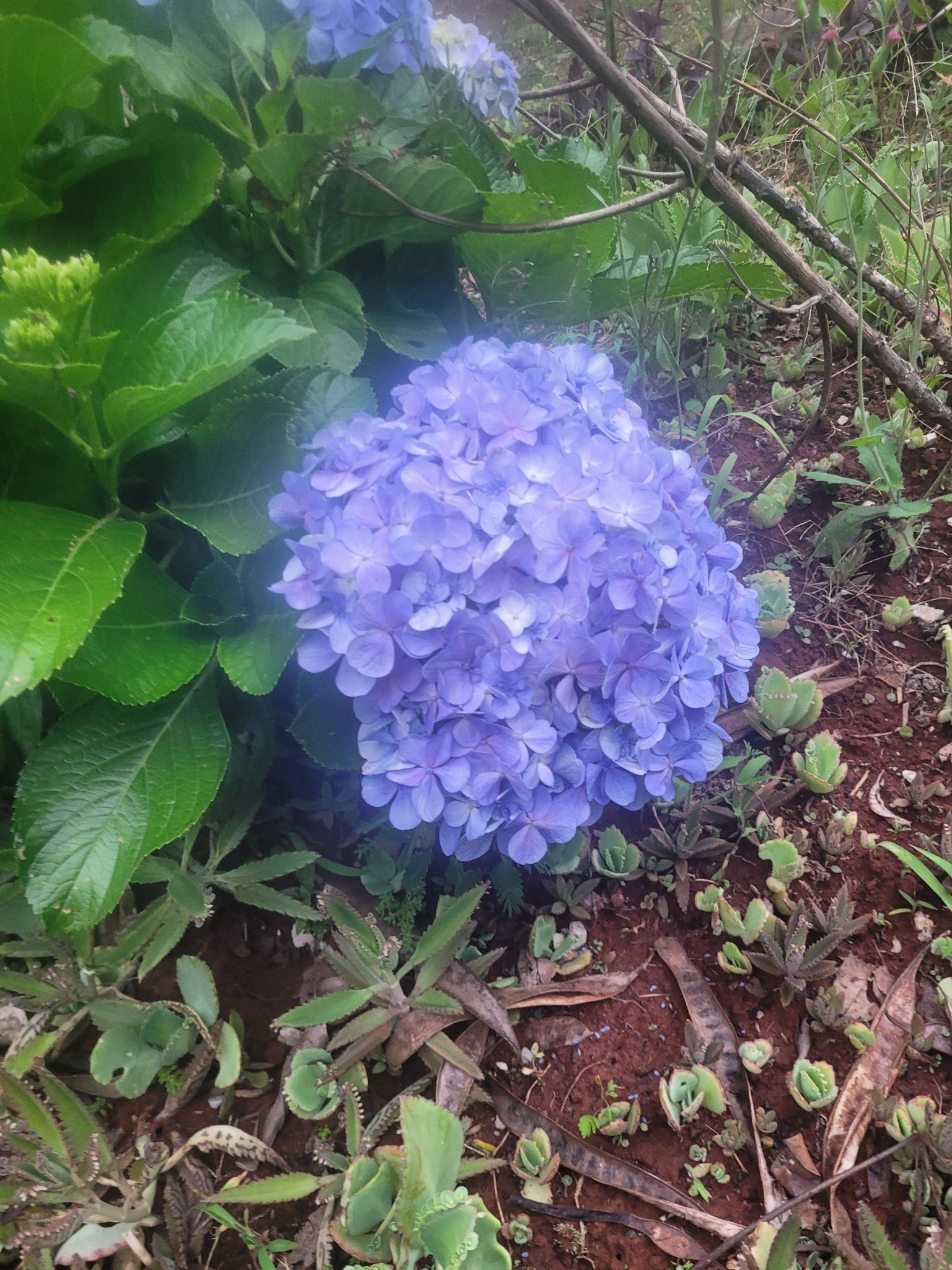 Hydrangea macrophylla