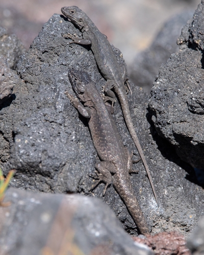 Slag Lizard, Liolaemus scorialis