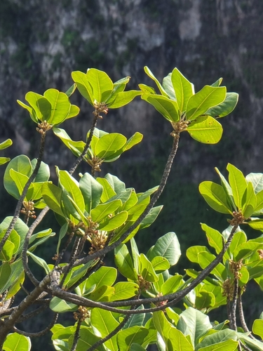 Sideroxylon mirmulano (Sideroxylon mirmulano)