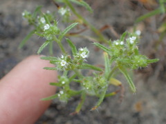 Cryptantha maritima maritima