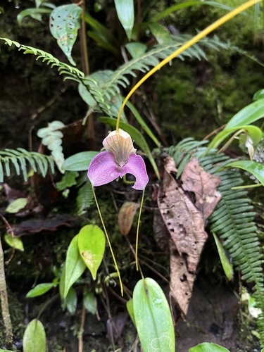Masdevallia caudata, photograph 6