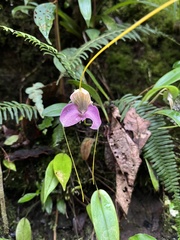 Masdevallia caudata, photograph (c) Nicolás Baresch Uribe, some rights reserved (CC BY)
