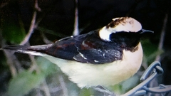 Oenanthe cypriaca