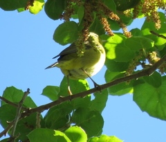 Leiothlypis celata lutescens