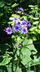 Pericallis × hybrida