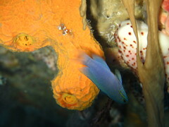 Yellowcheek Basslet photo 4