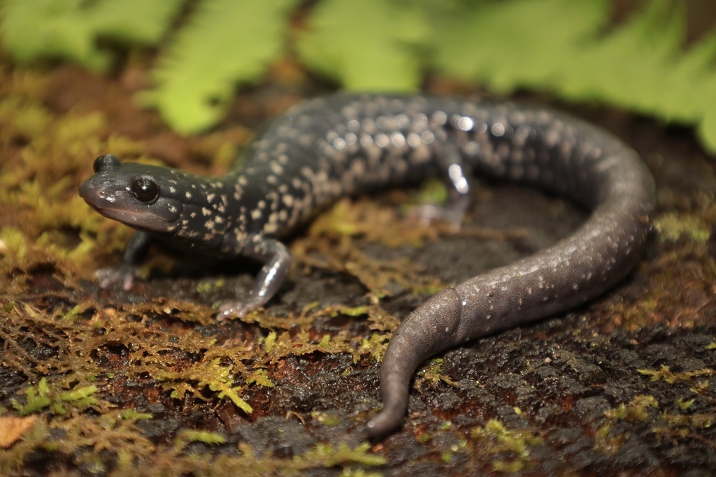 White-Spotted Slimy Salamander