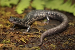 White-Spotted Slimy Salamander photo 1