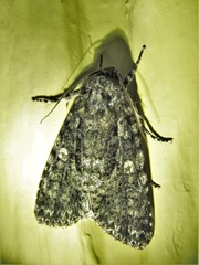 Acronicta afflicta