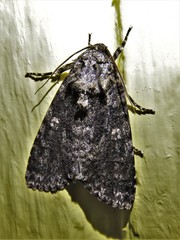 Acronicta afflicta