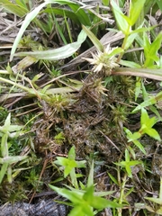 Sphagnum macrophyllum