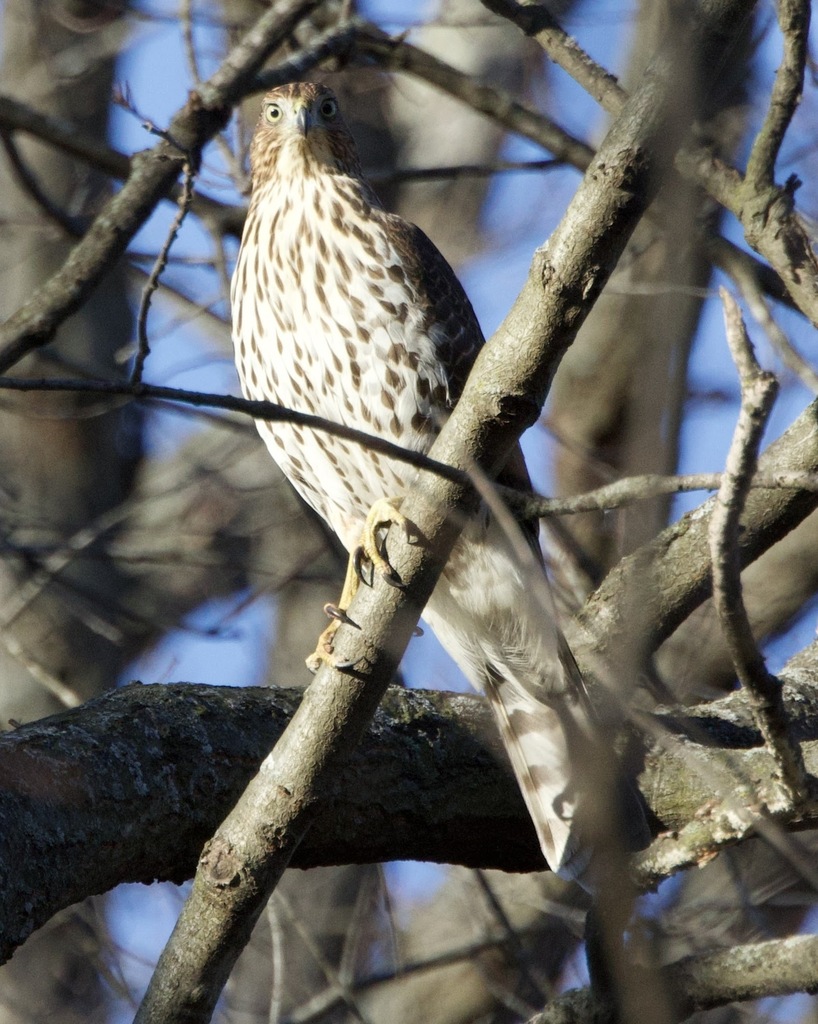 Cooper's Hawk from Oak Brook, IL 60523, USA on November 25, 2023 at 02