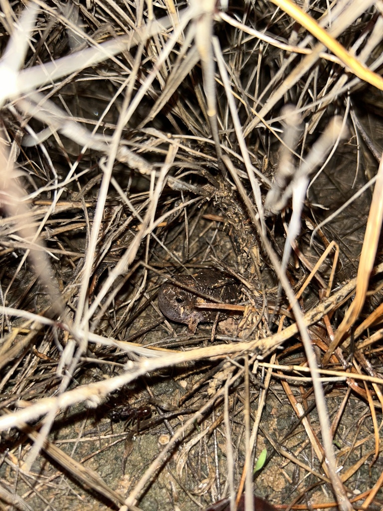 Wrinkled Toadlet In November 2023 By Ollie Scully. Calling From Flooded ...