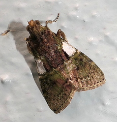 Image of Accinctapubes albifasciata