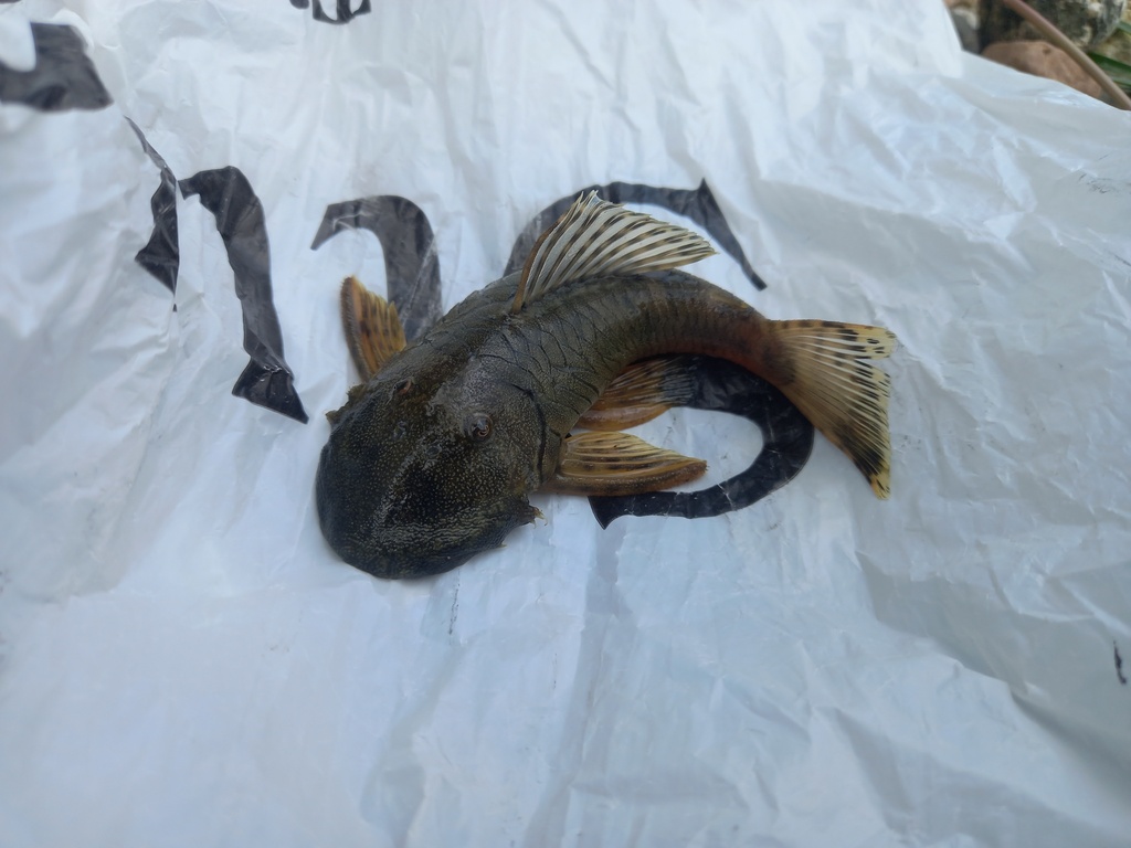 Striped rubbernose (Chaetostoma thomsoni) — Loricariidae