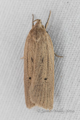 Gonioterma mistrella