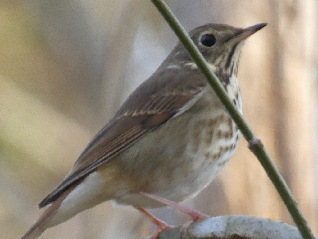 Hermit Thrush (faxoni/crymophilus)