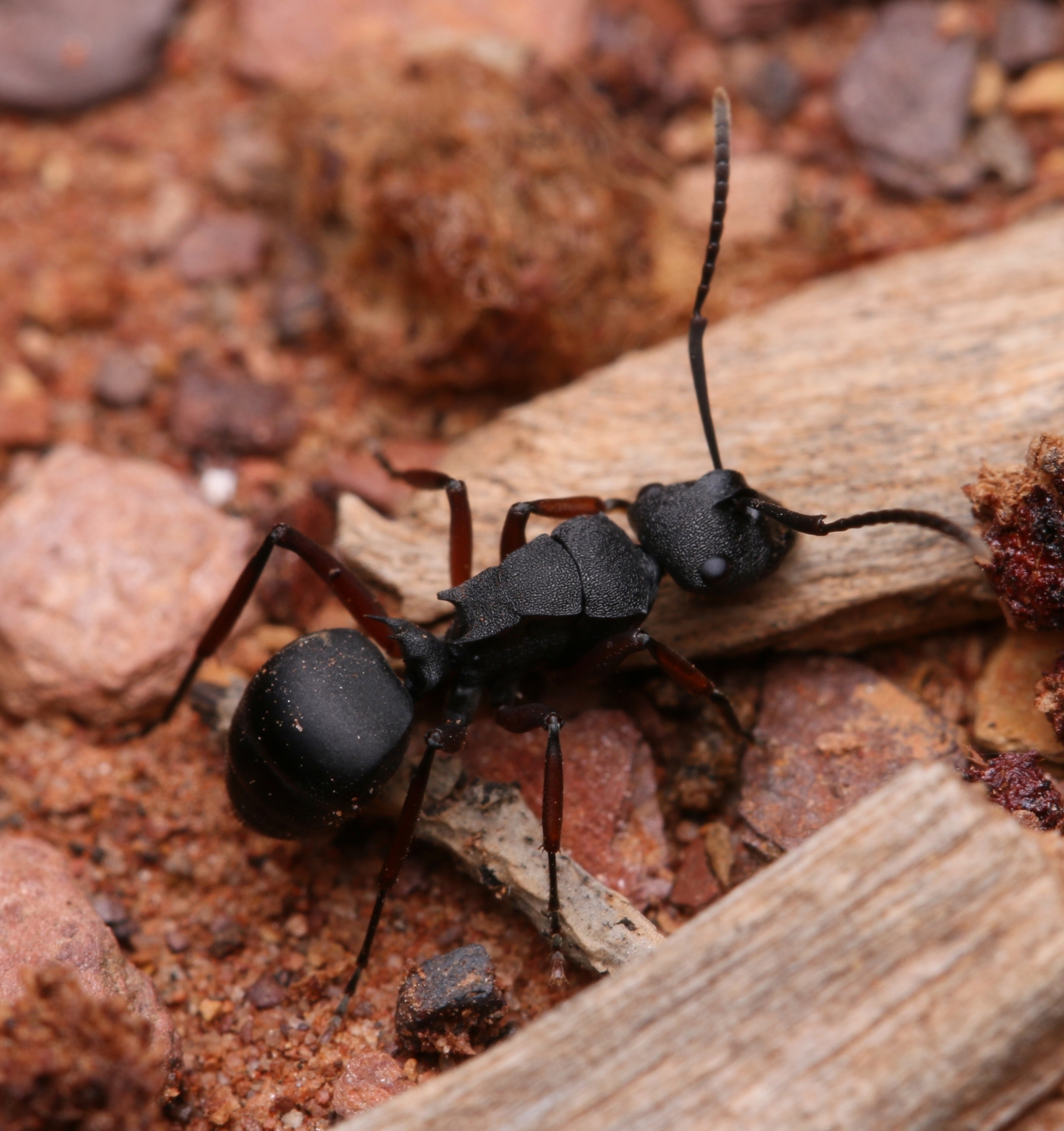 Polyrhachis sidnica