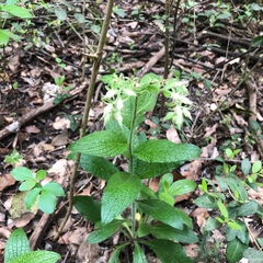 Lithospermum helleri