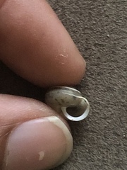 Praticolella mexicana